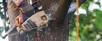 Best Tree Maintenance Programs  in San Miguel, CA