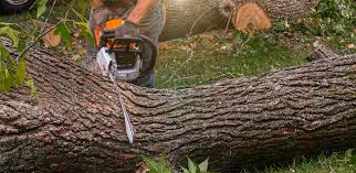 Best Tree Cabling and Bracing  in San Miguel, CA
