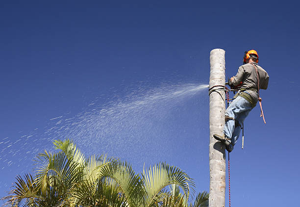 Best Lawn Mowing  in San Miguel, CA
