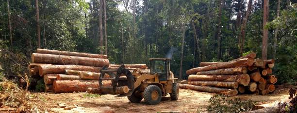 Best Tree Preservation Services  in San Miguel, CA