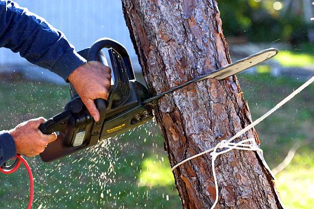 San Miguel, CA Tree Care Company