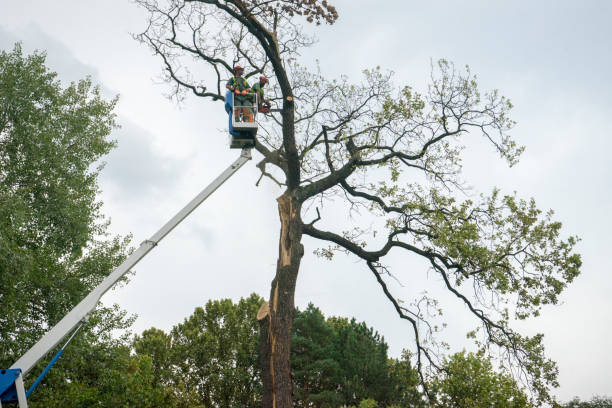 How Our Tree Care Process Works  in  San Miguel, CA