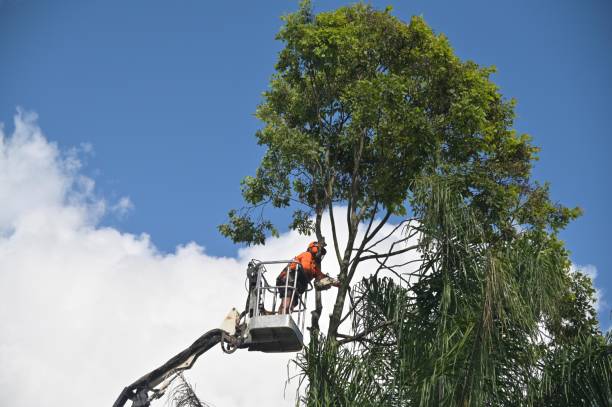 Best Landscape Design and Installation  in San Miguel, CA