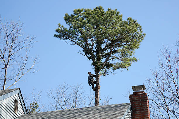 Best Storm Damage Tree Cleanup  in San Miguel, CA
