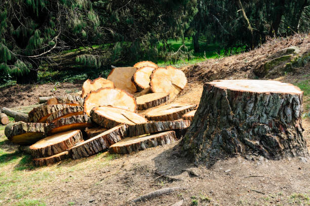 Tree and Shrub Care in San Miguel, CA